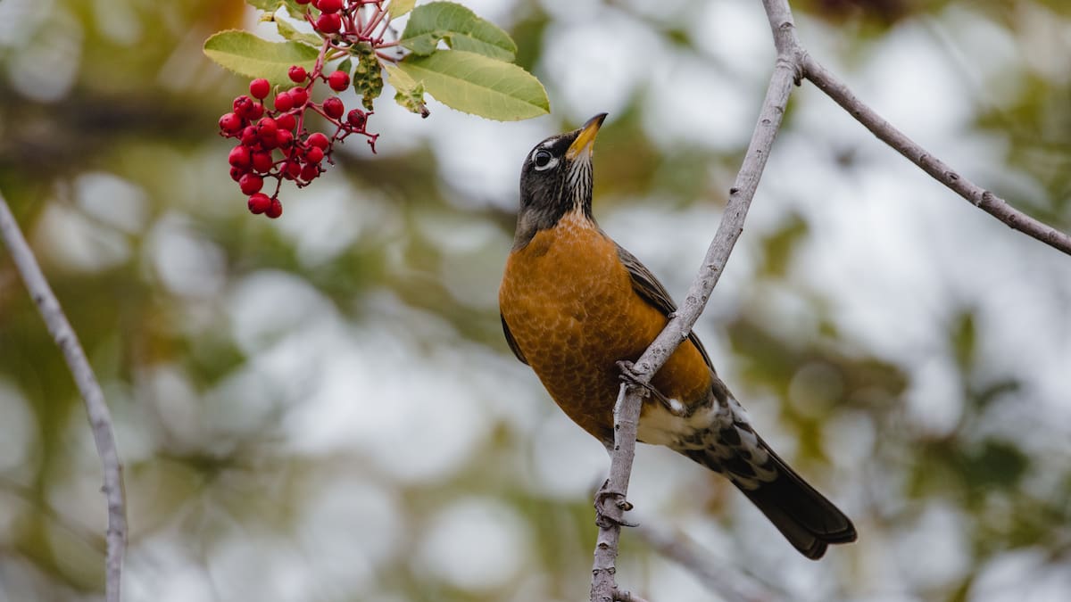 Zorzal comiendo fruta de un árbol.