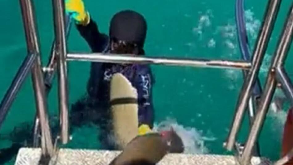 Niño atacado por un tiburón. Foto: NA