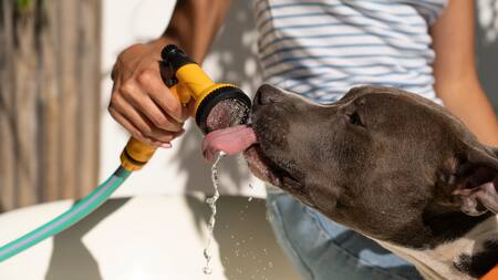 Golpe de calor, mascotas, perros.