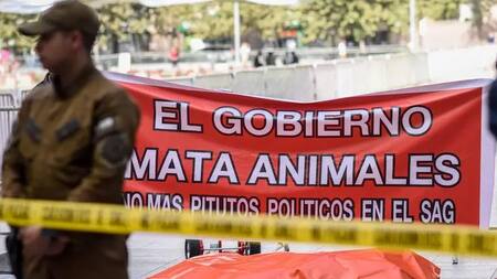León muerto frente a la Casa de Gobierno de Chile. Foto: La Tercera