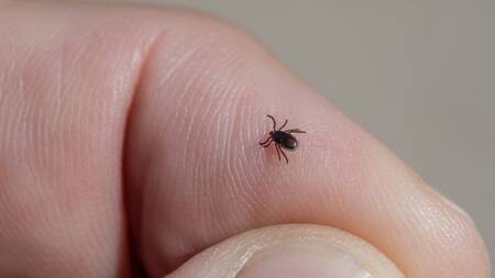 Garrapata. Foto: Unsplash.