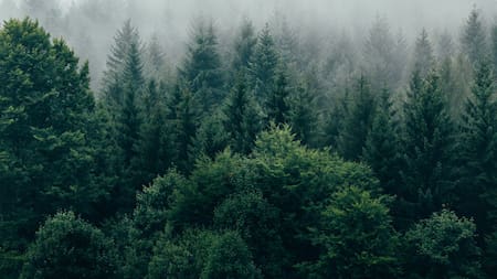 Bosques. Foto: Unsplash.