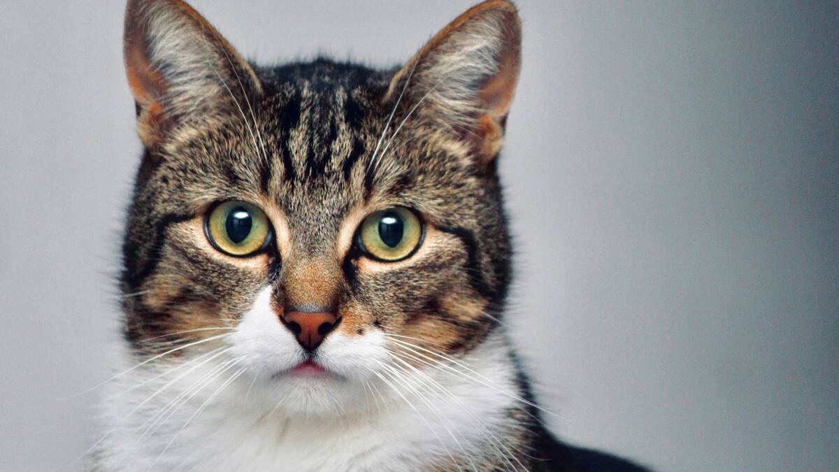 Gato; felino; mascota. Foto: Unsplash.