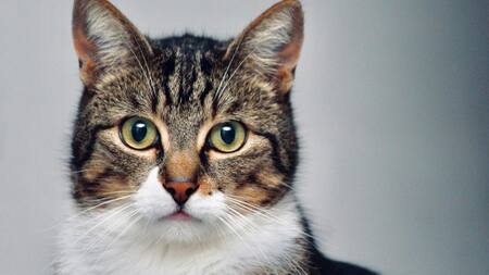 Gato; felino; mascota. Foto: Unsplash.