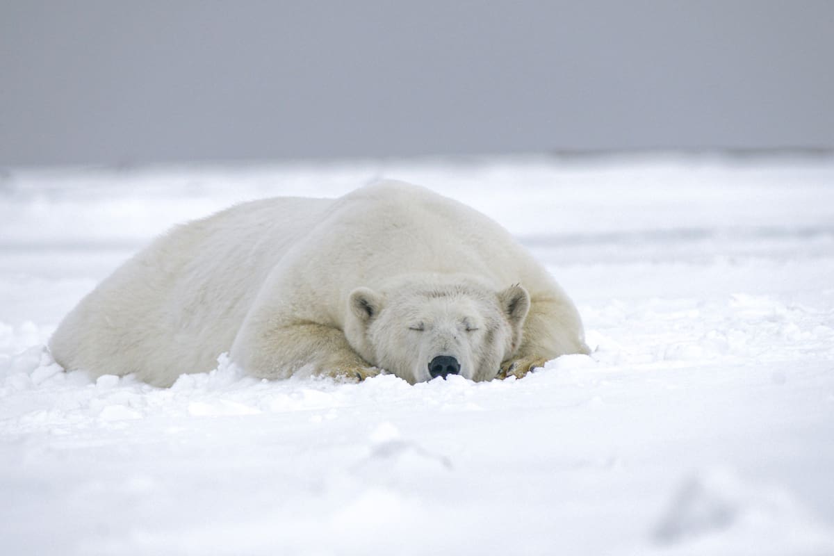 Oso polar. Foto: Unsplash