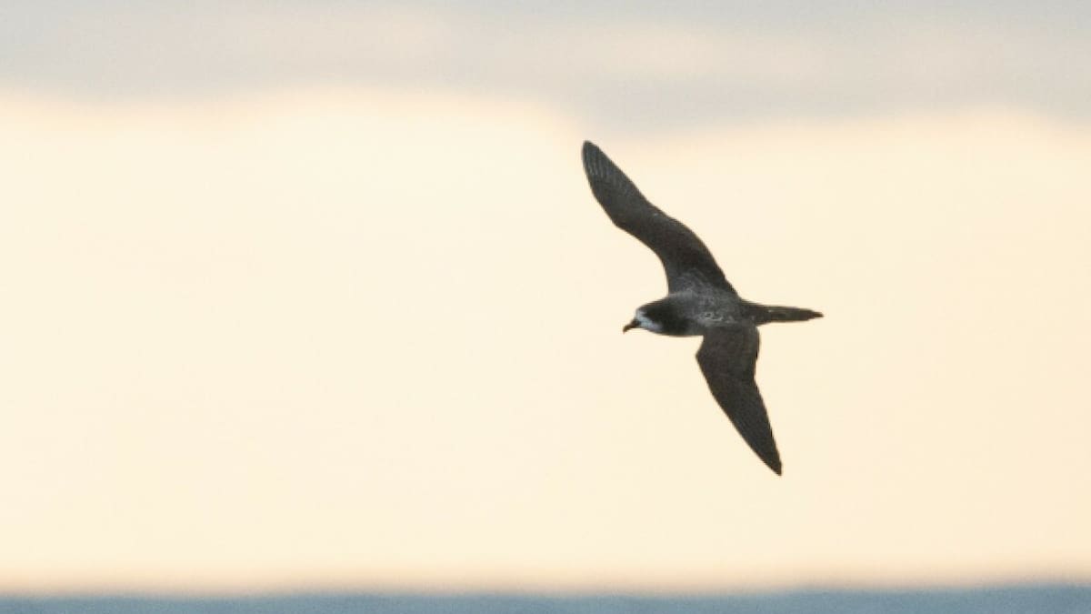 El petrel de Galápagos, un ave en peligro crítico de extinción, será vigilado durante su etapa de anidación