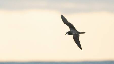 Petrel ecuatoriano (pterodroma phaeopygia). Foto: ArgentiNat.