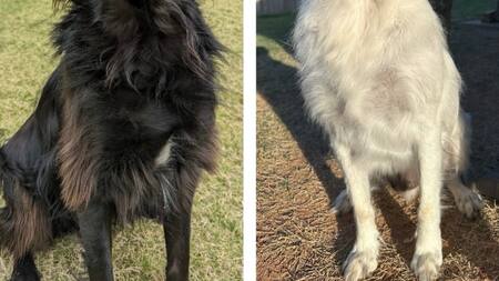 El perro negro que se volvió totalmente blanco en dos años. Foto X.