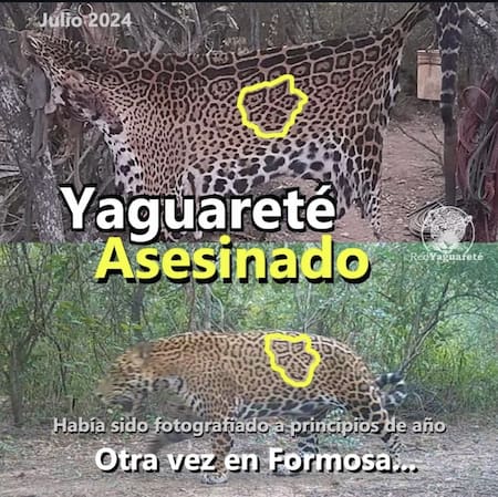 Yaguareté asesinado en Formosa. Foto: Fundación Red Yaguareté