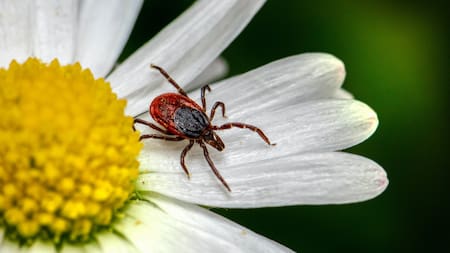 El síndrome alfa-gal es transmitido por la picadura de la garrapata estrella solitaria. Unsplash.