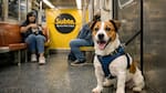 Subte “pet friendly” en CABA: qué días y en qué horarios se puede viajar con perros y gatos