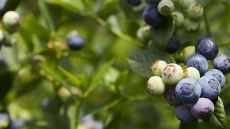 Arándanos, exportación