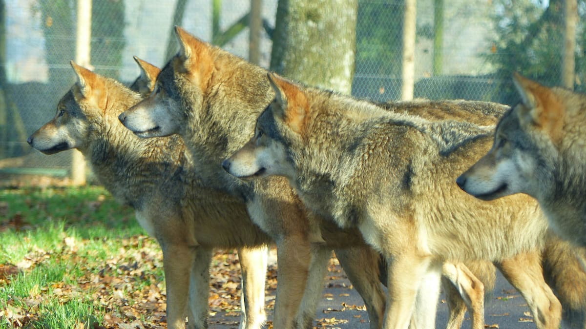 Lobos. Foto: Unsplash.