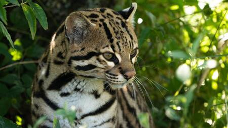 Ocelote. Foto Télam.