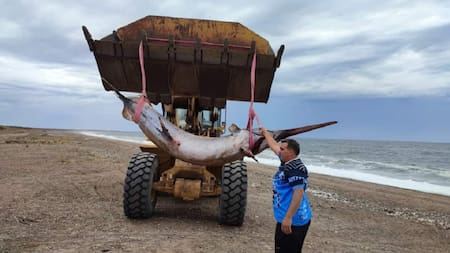 Recuperación del pez espada. Foto: Facebook Instituto de Investigación de Hidrobiología.