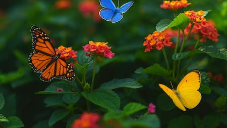 Un paraíso de mariposas en tu jardín: la planta que florece en otoño y llena de color cualquier espacio de tu casa