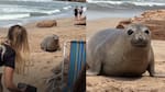 Sorpresa en Mar del Plata: el “tierno ataque” de un lobo marino a unas turistas en la playa