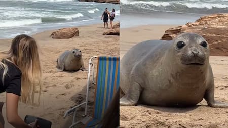 Sorpresa en Mar del Plata: el “tierno ataque” de un lobo marino a unas turistas en la playa