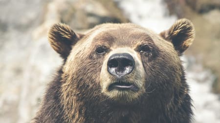 Invasión de osos: el pedido de una región de Rusia por la aparición de estos animales