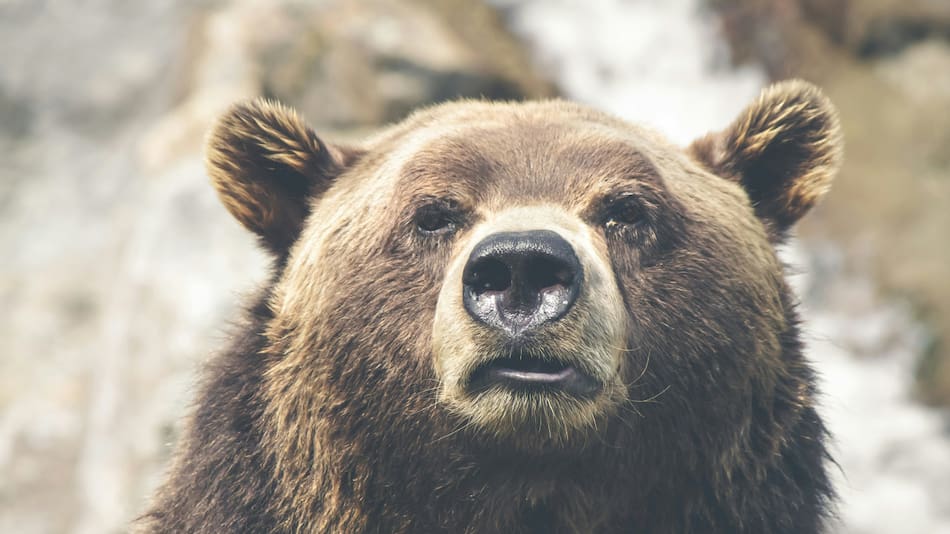 Oso pardo. Fuente: Unsplash