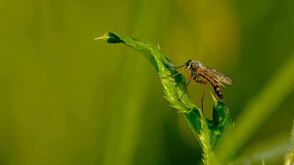 Tres plantas para ahuyentar mosquitos.