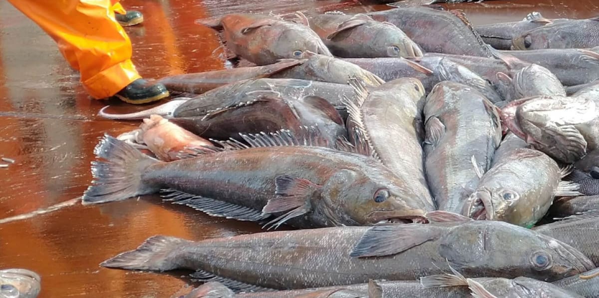 Pesca de merluza negra en Argentina. Foto: merluzanegraargentina.org.