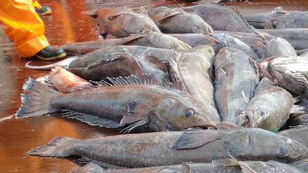 Pesca de merluza negra en Argentina. Foto: merluzanegraargentina.org.