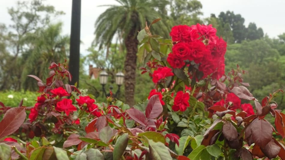 Rosedal de Palermo. Foto: X