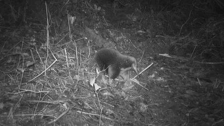 El zagloso Sir David fue "redescubierto" después de más de 60 años. Foto: Twitter.
