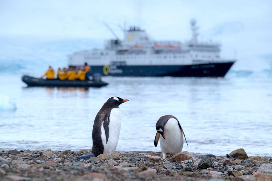 Pingüinos en las costas de la Antártica. Foto: Unsplash