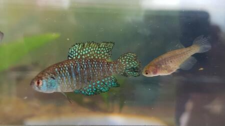 El "killlis de la lluvia" o peces anuales, descubierto en Misiones. Foto: Telam