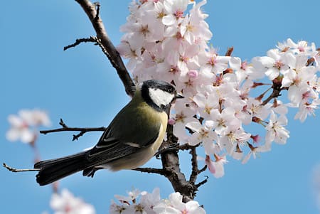 Herrerillo japonés. Foto: Unsplash.