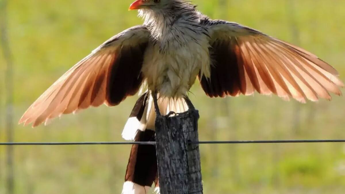 El pájaro que predice cómo va a estar el clima con su canto: en qué ciudades de Argentina se encuentra