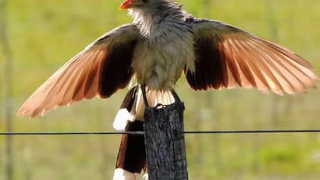 El ave que puede predecir el pronóstico. Foto: Instagram @revista_libritodelsur