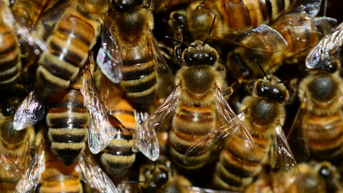 Alarma por la invasión de “abejas asesinas”: qué las originó y cómo actuar ante una amenaza