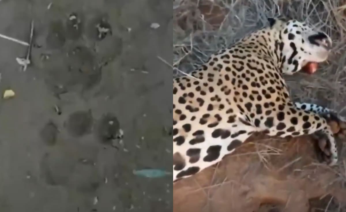 Cazó un yaguareté en Formosa, difundió su muerte en redes y recibió la pena máxima con una multa millonaria