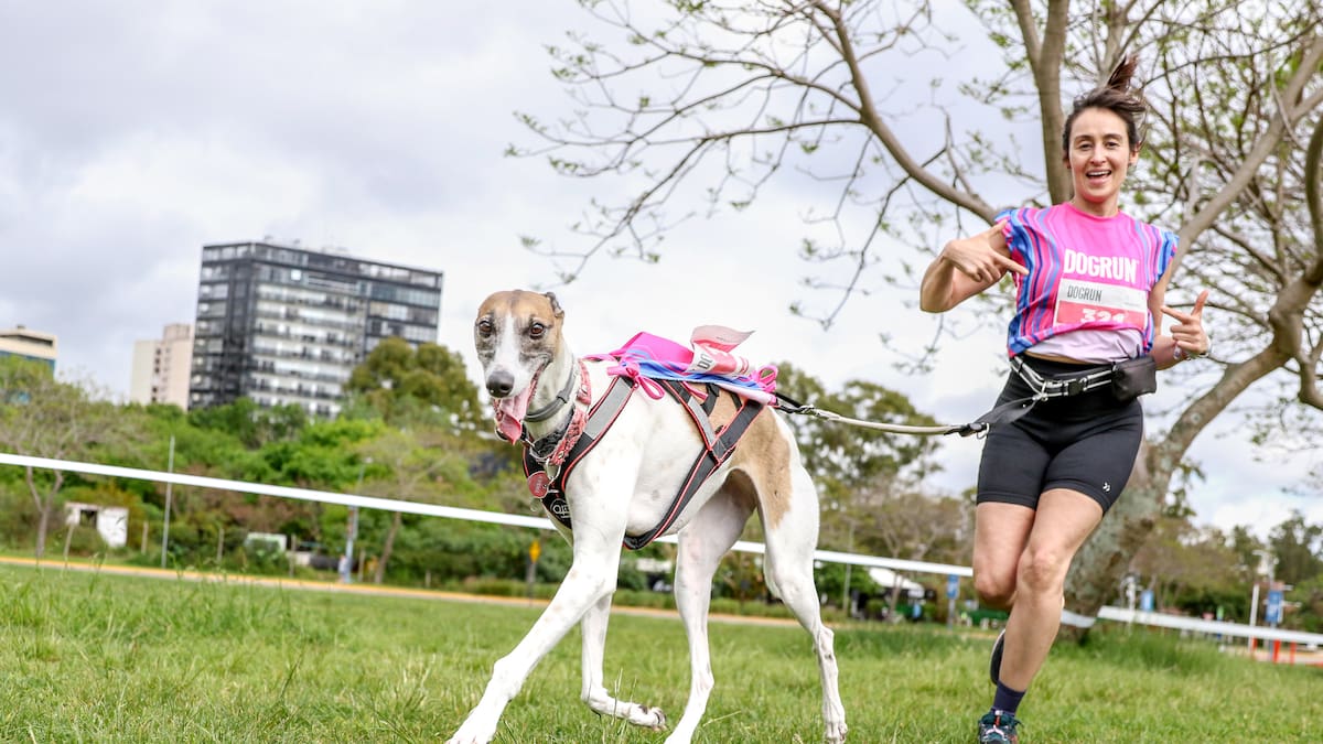Los veterinarios coinciden que los galgos son los perros más aptos para el running.