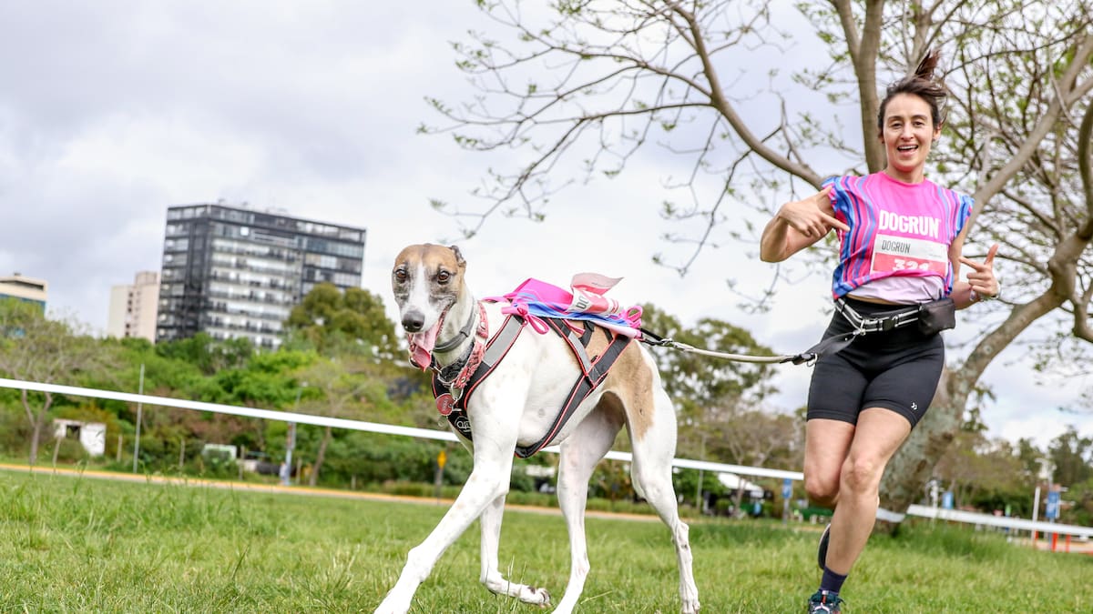 Los veterinarios coinciden sobre los galgos: “Son los perros más aptos para el running y las rutinas deportivas”