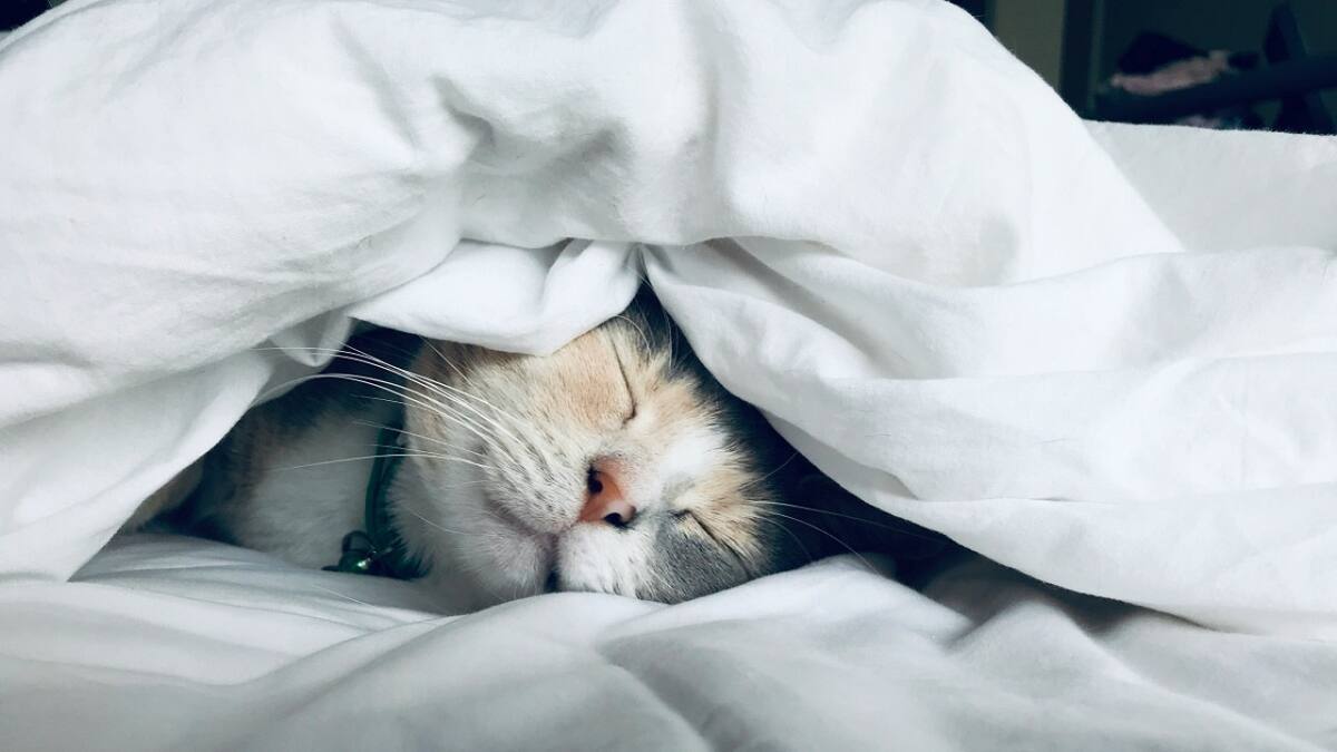 Gatos; dormir; sueño. Foto: Unsplash.