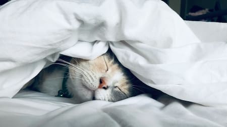 Gatos; dormir; sueño. Foto: Unsplash.