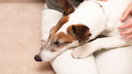 Juanjo, veterinario: “Si le cuesta levantarse después de una siesta, tu perro te está avisando de sus dolores articulares”
