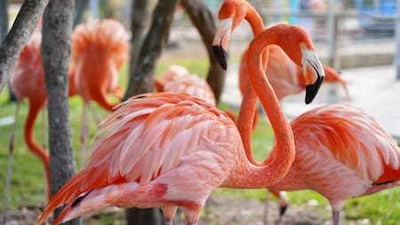 Flamencos. Foto: Unsplash