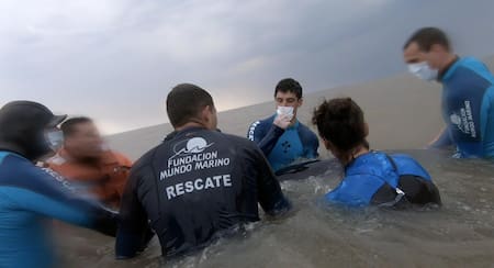 Regreso al mar de una ballena Minke varada en Punta Rasa