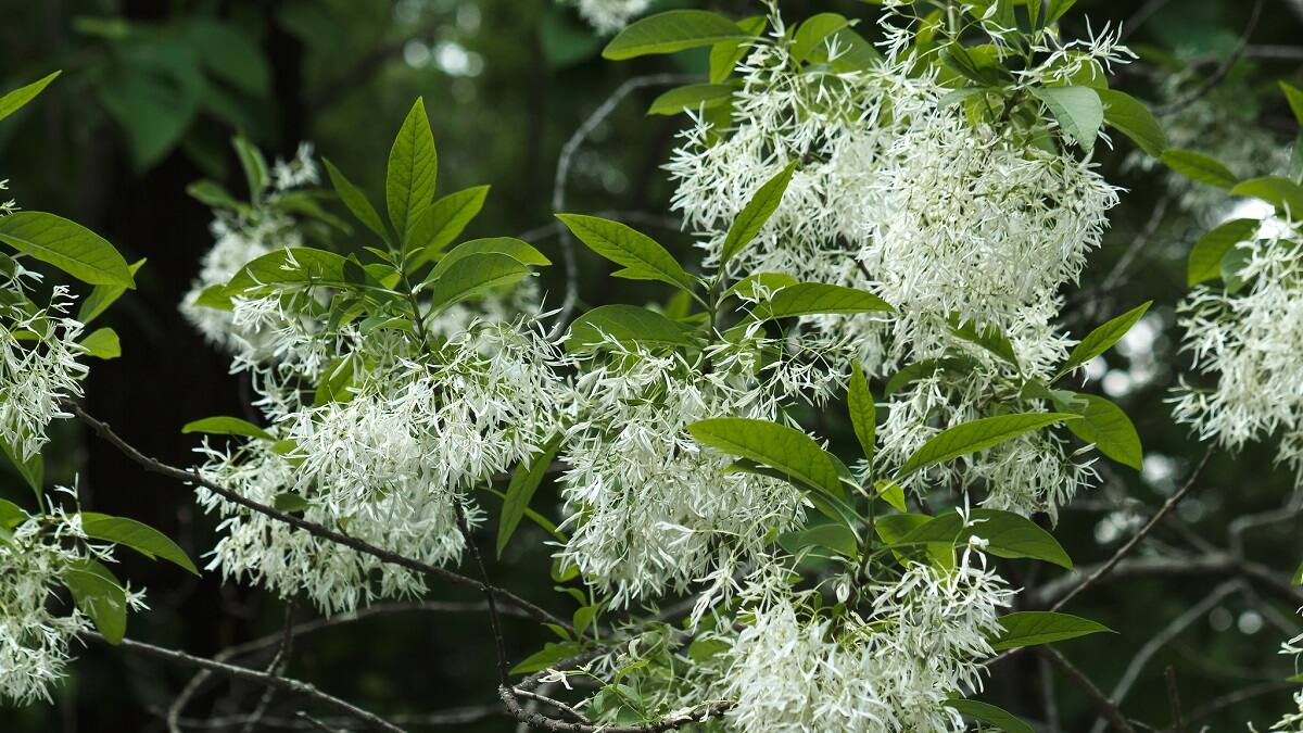 El árbol de tamaño pequeño que puede cultivarse en una maceta y llena de perfume todo tu jardín