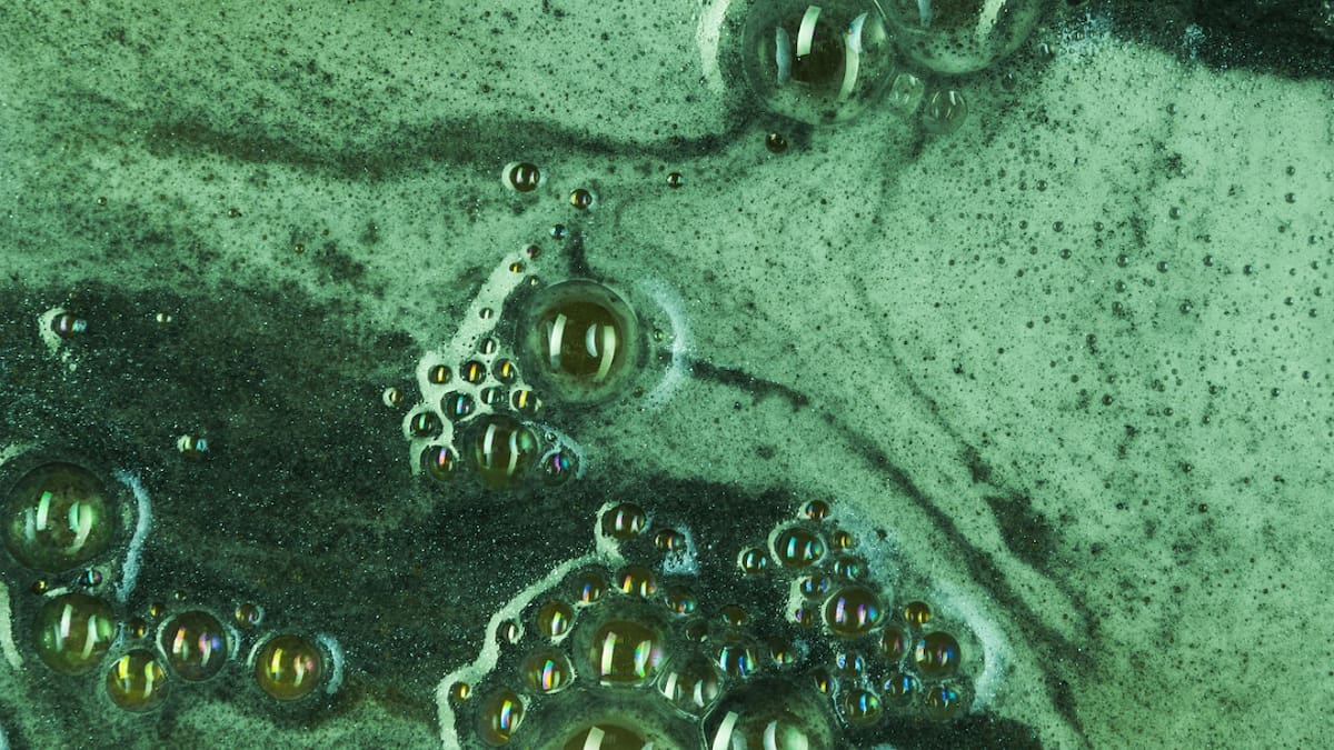 Cianobacterias. Foto: Unsplash.