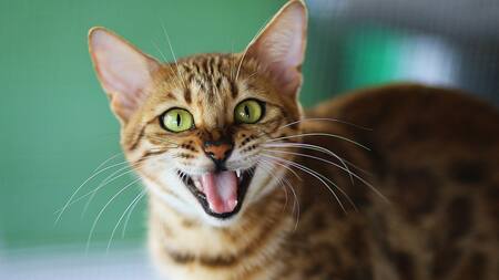 Los gatos domésticos influyen en la extinción de especies. Foto: Unsplash