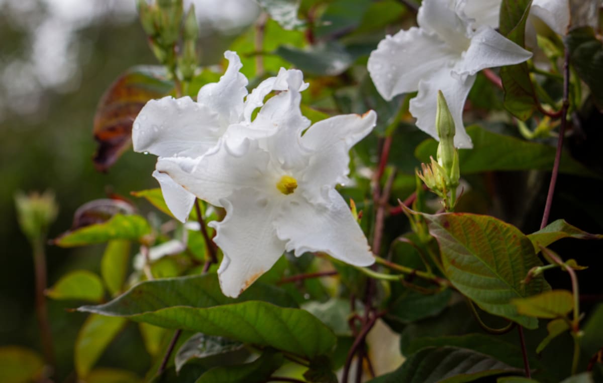 Jazmín Chileno, planta, Mandevilla laxa.