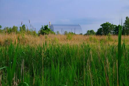 Recrean el accidente de Chernóbil para ver los efectos de la radiación en la biodiversidad. Foto: EFE.