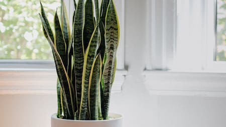 Lengua de suegra. Foto: Unsplash.