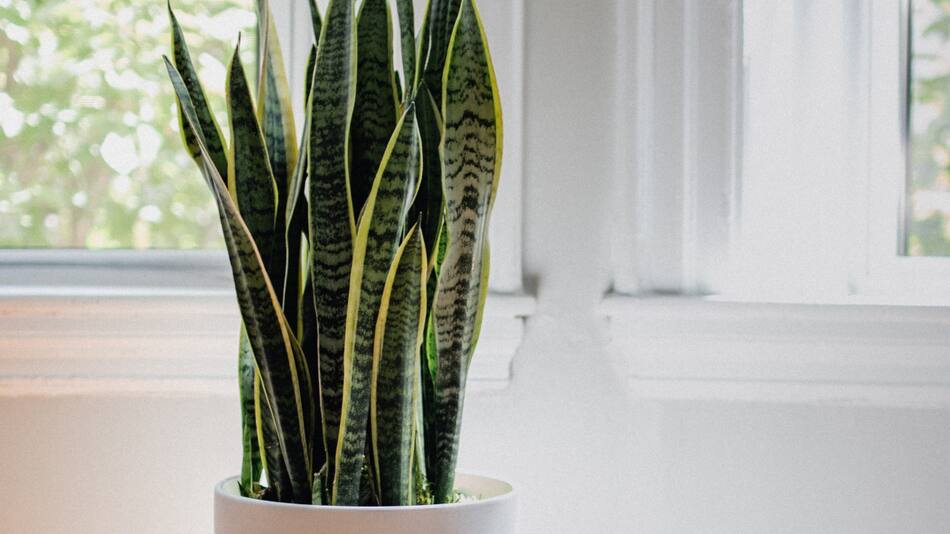 Lengua de suegra. Foto: Unsplash.